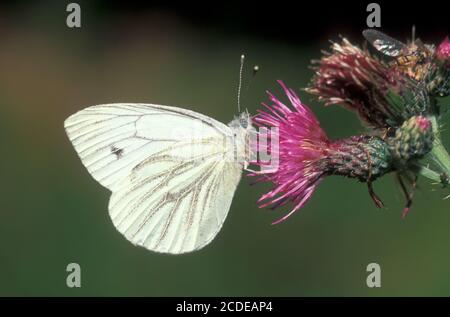 Kleiner Kohlweissling, Pieris rapae, petit blanc, petit blanc du chou Banque D'Images