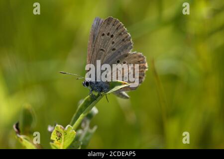 Bleu gentiane, Bleu Gentian Ant, Maculinea alcon, Bleu Alcon, Autriche, Autriche Banque D'Images