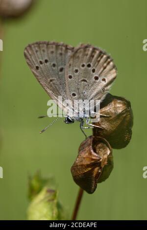 Bleu gentiane, Bleu Gentian Ant, Maculinea alcon, Bleu Alcon, Autriche, Autriche Banque D'Images