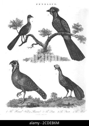 4 Penélope de dindon phéasants [Penelope est un genre d'oiseaux de la famille des Cracidae composé d'un certain nombre de grandes espèces arboricoles ressemblant à la dinde, les guans typiques.] Gravure sur plaque de coperplate de l'Encyclopédie Londinensis Or, Dictionnaire universel des arts, des sciences et de la littérature; Volume XIX; édité par Wilkes, John. Publié à Londres en 1823 Banque D'Images