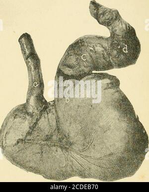 . Les coliques communes du cheval : leurs causes, symptômes, diagnostic et traitement . cardia ; h, pylorus ; c, commencement du duodénum ; d, piège pylorique ou duodénal. C'est pour un estomac et des intestins distendus de presser le piège pylorique, et pratiquement de l'occlure; c'est le facteur de thesecond dans la production de rupture de l'estomac. Les petits intestins sont divisés par les anatomesdu jour actuel en deux parties, le^^.r^^ ou le duodénaland libre ou flottant; ils ont une longueur d'environ 70 pieds. La partie duodénale commence du pylorus, passe sous la surface concave du foie dans une direction Banque D'Images