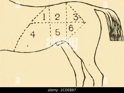 . Les coliformes communs du cheval : leurs causes, symptômes, diagnostic, et traitement . l'abdomen est mieux didividedinto une zone supérieure et inférieure par une ligne tracée horizon-tally de l'articulation de la hanche aux côtes. Ces zones arécurther subdivisées en trois parties au moyen de lignes twotiques transportées autour de l'abdomen, l'une à partir du corps de la première vertèbre lombaire, et l'autre passingjuste devant le processus spineux antero-inférieur de théilium. Par ces moyens, nous avons l'abdomen cartopedout dans une zone supérieure et inférieure, et chaque zone dans L'ANATOMIE CHIRURGICALE DE L'ABDOMEN 7 un antérieur, MID Banque D'Images