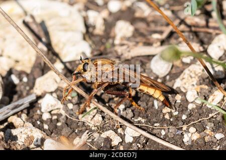 Hornet robberfly (Asilus crabroniformis), Royaume-Uni Banque D'Images