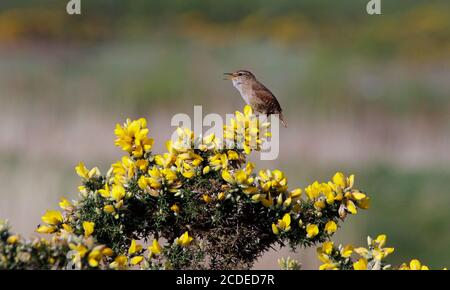 Wren chantant perché sur un Bush de gorge Banque D'Images