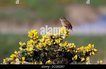 Wren chantant perché sur un Bush de gorge Banque D'Images