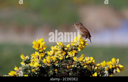 Wren chantant perché sur un Bush de gorge Banque D'Images