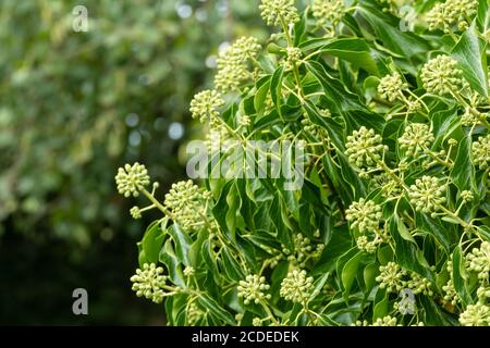 Lierre sauvage mature (Hedera Helix) recouverte d'ombelles de fleurs fin août, au Royaume-Uni. Banque D'Images