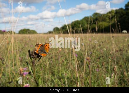 Petit papillon en cuivre (Lycaena phlaeas) rotant dans le paysage des prairies de craie à Stockbridge Down, Hampshire, Royaume-Uni Banque D'Images