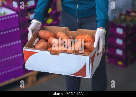 Une boîte de patates douces est tenue dans des gants dans un marché de légumes. Concept d'alimentation saine. Photo de haute qualité Banque D'Images