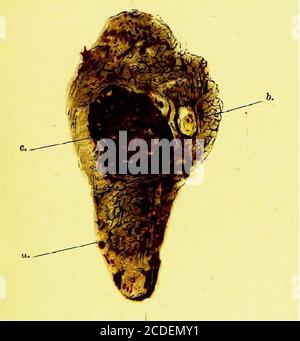 . Un guide pratique pour l'inspection de la viande . Ulcération aiguë de la gomme avec excavation. FiO. 36.—Agneau—infection par UUder d'Ewe. Araignant Aphtha, velPustular Kever, ulcération aiguë de la gomme avec excavation. Figure 43.—tétine d'Ewe—Aphtha malin, yrf;fièvre pustuleuse,b. Croûte u. Papier. b. Pustule... Banque D'Images