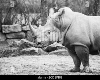 Rhinocero noir, Diceros bicornis, mammifère africain sauvage, dangereux et en danger de disparition au ZOO. Image en noir et blanc. Banque D'Images