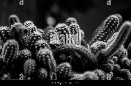 Prise de vue en niveaux de gris d'une petite variété de cactus Banque D'Images