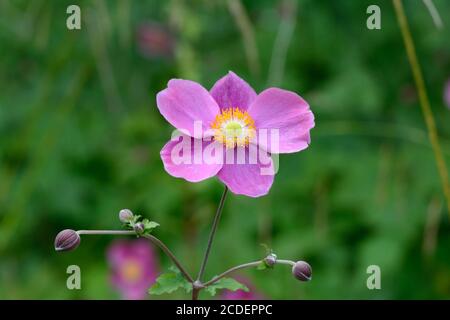 Anemone hupehensis hedspen abondance fleur d'anemone japonaise fleur de fleurs sauvages japonaises Banque D'Images