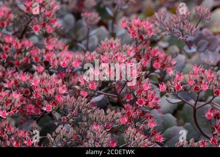 Sedum Violet Empereur Stonecrop rose profond en forme d'étoile fleurs sur tiges dusky Banque D'Images