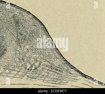 . Une étude des causes sous-jacentes à l'origine des monstres humains : troisième contribution à l'étude de la pathologie des embryons humains . Figure 244b.—Section à travers la tête de l'embryon. X 20 fois. r. Figure 244c—Section à travers le corps de l'embryon. X 20 fois. 16 244 MALL. [Vol X. Les sections montrent que l'amnion est attaché le long de la partie ventrale de l'embryon, un peu comme dans le spécimen thénormal à la fin de la deuxième semaine. Le système centralnerveux est encore très nettement défini, étant plus caracteristique dans la tête que dans le tronc. Le cœur est composé d'un ma solide Banque D'Images