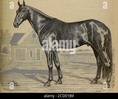 . Sélectionneur et sportif . Vol. XVI Non 14.non 313 BUSH STREET SAN FRANCISCO. SAMEDI 5 AVRIL 1890 „ SUBSCÉIPTION CINQ DOLLARS UN YEAB.. BAY ROSE, 2:20 1-2.la propriété de Henry et Ira Pierce, Santa Rosa stock Farm. La galerie nf les chevaux notables de la Californie ne seraient pas en compétition si une photo de Bay flexible, 2:20£, étaient omises de colonnes, Et on peut vraiment dire que M. Boyd, l'artiste, a donné à nos lecteurs une image extrêmement bonne de l'étalon cel-ébridé qui a changé de groupes si souvent en l'espace d'un mois. Le sujet de notre esquisse a été un consistant pour plusieurs vous Banque D'Images