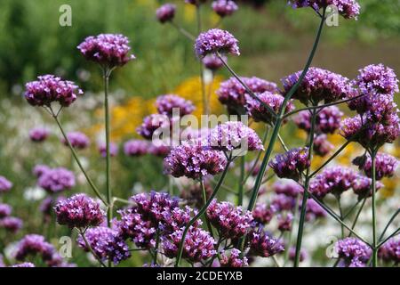 Fleurs argentines en vain Banque D'Images