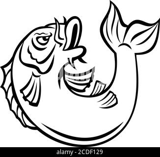 Illustration de style caricaturé d'un poisson Koi, jinli ou nishikigoi, des variétés colorées de la carpe d'Amur Cyprinus rubrofuscus, sautant sur le backgro isolé Illustration de Vecteur