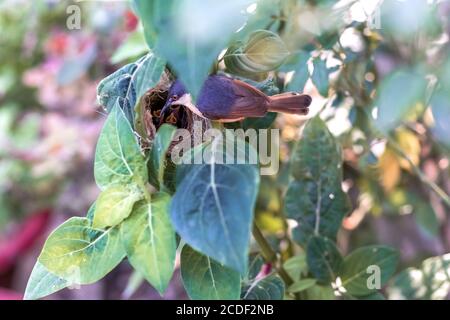 Paruline à tête noire (Prinia Socialis) alimente les jeunes jeunes jeunes jeunes filles affamées dans le nid Banque D'Images