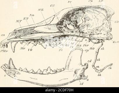 . Une introduction à l'ostéologie de la mammalia . e du crâne sont suspendus (i)la mâchoire inférieure ou mandibule, articulée de façon mobile par un joint syno-flacon; et (2) un groupe de structures squelettiques appelé appareil théhyoidean. Le diagramme à la p. 126 est destiné à montrer à une seule vue les noms appliqués aux différents os dont le crâne est composé, et à donner une certaine idée de leur position relative. Il sera bien de commencer l'étude du crâne en décrivant cela d'un chien, comme un bon spécimen moyen de la classe, et un qui est facilement procurable à divers âges, et l'étudiant est stron Banque D'Images