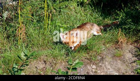 Renard féminin se détendant au soleil Banque D'Images