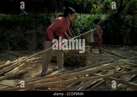 Les femmes choisissent et coupent des bâtons de bambou pour divers usages dans les zones rurales à la périphérie de Bhaktapur, Bagmati Pradesh, Népal. Banque D'Images