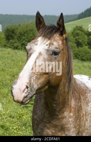 Appaloosa Horse, Mare, Allemagne Banque D'Images