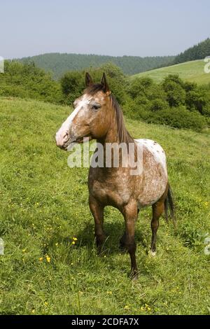 Appaloosa Horse, Mare, Allemagne Banque D'Images