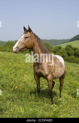 Appaloosa Horse, Mare, Allemagne Banque D'Images