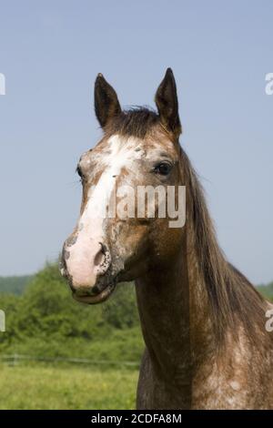 Appaloosa Horse, Mare, Allemagne Banque D'Images