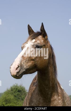 Appaloosa Horse, Mare, Allemagne Banque D'Images