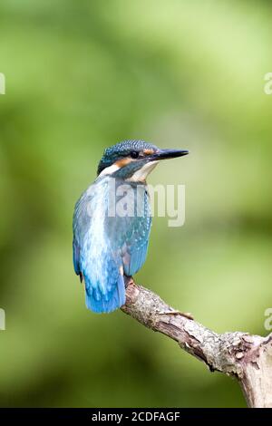 Kingfisher européen, Allemagne Banque D'Images