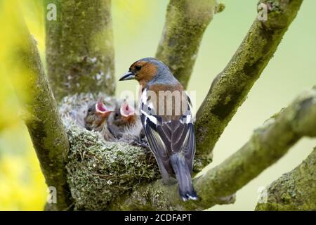 Fringilla coelebs, pour hommes, fledging Banque D'Images