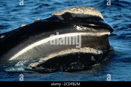 baleine noire, Eubalaena glacialis Banque D'Images