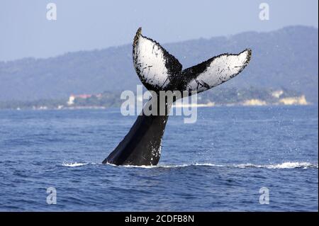 Buckelwal, Megaptera novaeangliae, baleine à bosse Banque D'Images