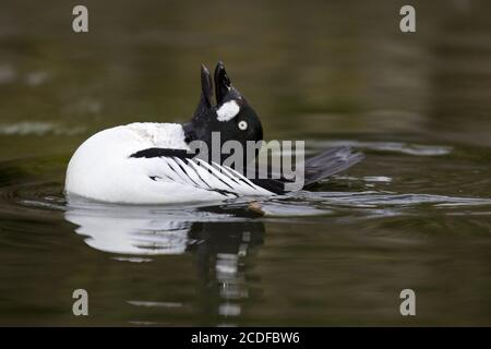 Schellente, Bucephala clangula, oeil de Goldeneye commun Banque D'Images