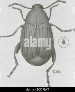 . Insectes nuisibles aux habitations et moiens de les combattants : (avec chapiter sur les animaux nuisibles autres que les insectes) . 40 Moyens de destruction.—si jamais il prenait de importance, comme insectenuisible dans une partie quelconque du Canada, on devrai avoir nos auxmoyens de destruction mentionés au chapitre du papilillon indien (voir p. 33). LA BRUCHE DU HARICOT, disent Mylabris obleclus. Sur le même état que les fèves séchées que le laque-boule est infestées dela bruche du haricot, un petit charançon, brun-grisâtre à coque dure (fig. 29).de a dixième de pouce de longueur, de Banque D'Images