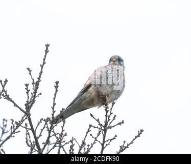 Un seul kestrel mâle (Royaume-Uni) gros plan contre un ciel blanc. Banque D'Images