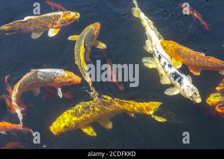 Poissons koï nageant à l'eau Banque D'Images