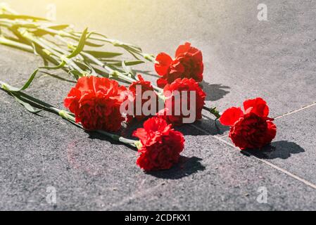 Œillets sur une dalle de marbre. Pose de fleurs sur le mémorial. Jour de souvenir et de deuil Banque D'Images