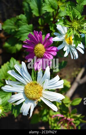 Des fleurs lumineuses avec de petits pétales qui poussent au soleil d'été. Des aystras extraordinaires, délicats, asteraceae dans toute leur beauté située le long. Banque D'Images