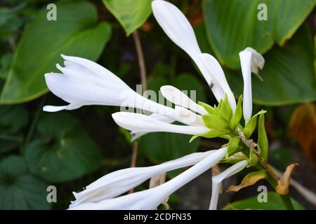 Fleurs blanches rondes et brillantes d'une plante hosta vivace et de grandes feuilles vertes qui poussent dans la rue de la ville de Dnipra, en Ukraine. Banque D'Images