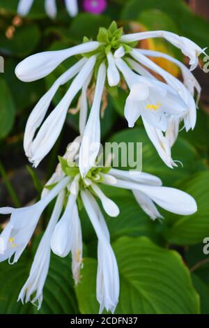 Fleurs blanches rondes et brillantes d'une plante hosta vivace et de grandes feuilles vertes qui poussent dans la rue de la ville de Dnipra, en Ukraine. Banque D'Images