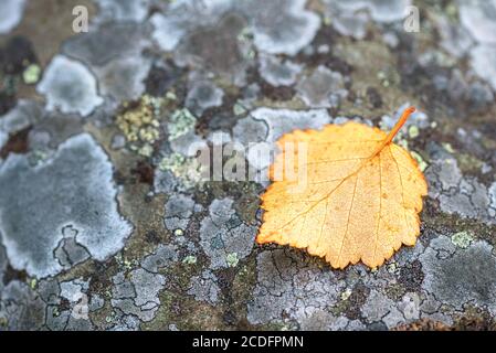 Texture de motif de la surface en pierre grise qui ont grandi avec une mousse et une feuille tombée dessus Banque D'Images