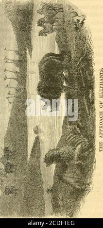 . Lac Ngami; Or, explorations et découvertes pendant quatre ans d'errance dans les wilds du sud-ouest de l'Afrique . à une distance respectueuse jusqu'à ce que les géants aient étouffé la soif. Ainsi, lorn; Avant d'avoir vu, ou même entendu les éléphants, j'ai été averti de leur approche par les symptômes de l'uneasinessmanifestés par les animaux sucli comme il s'est passé à boire à l'époque.la girafe, par exemple, commence à balancer son long cou et fro; les zébrures énoncent subdued, pleurres pleurres; le gnoo glisse loin avec un pas anoiseless; et même le rhinoc-eros noir pondereux et quarrelyeux, quand il a Banque D'Images