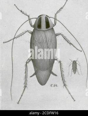 . Insectes nuisibles aux habitations et moiens de les combattants : (avec chapiter sur les animaux nuisibles autres que les insectes) . tous les ans dimenses pertes au Canada par les produits ali- 27364—4 26 mentaires quils déjà présents. Les mouches, comme la bouche commune, lesmouches à viande, les mouches des fruits et la bouche du fromage qui attaquentégalement les denrées alimentaires sont traversées dans un chapître précentsous len-tête mouches diptières. CAFARDS ou BLATTES (COQUERELLES) les cafards, blattes ou cancrelates appelés plus communement coquerellesau Canada, pullulent souvent dans l Banque D'Images