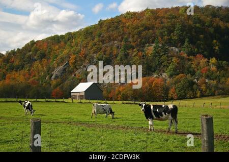 Vaches paître dans les pâturages au début de l'automne Banque D'Images