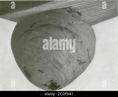 . Insectes nuisibles aux habitations et moiens de les combattants : (avec chapiter sur les animaux nuisibles autres que les insectes) . Figure S—Frelon ordinaire à face blanche, notamment Vespa, grossi et grosseur naturele (original) suspend aux plafonds ouaux poutres. Les guêpes dei erre noires et jaunes ou bleus, solitaires, se rencon-trent souvent aussi autourdes habitations. Les guêpessont généré des insectesutiles, car elles se nourrissent de mouches et autres éléments nuisibles et autres éléments de provocation humainssans. Elles pi-quent au mois de leu Banque D'Images