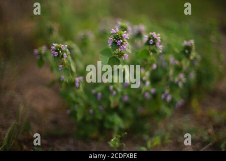 Plante sauvage avec des fleurs violettes poussent dans le champ ensoleillé. Banque D'Images