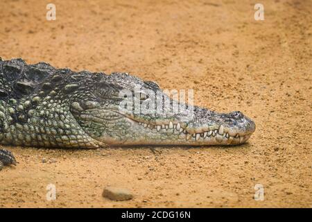 Gros plan d'un crocodile allongé sur le sol Banque D'Images